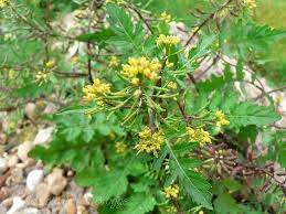 Rorippa Palustris Rorippa Islandica Plants Herbs Photo