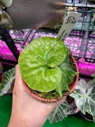 Image result for Platycerium