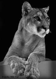 Foto Met Animatie Wild Cats Beautiful Cats Mountain Lion