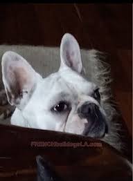 Many of the dogs and puppies that come through our program have special requirements for the continuation of their care. Ivdd And Your French Bulldog French Bulldogs La
