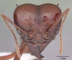 São do mesmo tamanho, apresentam um nó na cintura e sua cor varia do marrom claro ao marrom escuro. Formiga Sauva Atta Spp