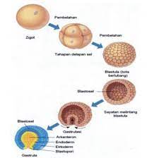 Bentuk blastula ditandai dengan mulai adanya perubahan sel dengan. Perkembangan Embrio Pengertian Proses Fase Tahap Gambar