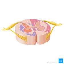 Drag the appropriate labels to their respective targets. Ascending Tracts Of The Spinal Cord Anatomy Kenhub