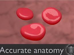 Pin On Anatomy Free 3d Models