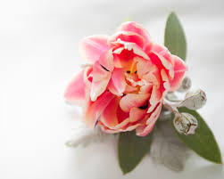 Fiwisora bridal corsage light pink peony buds artificial flowers wedding bridesmaid wrist corsage wristlet greenery wristband for wedding prom party homecoming light pink wrist corsage. Corsage Blossom Twine