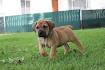 Exotic Boerboel Breeders - South African Boerboel Puppies ...