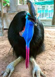 Pin On Birds