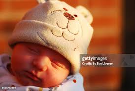 417 Orange Teddy Bear Stock Photos, High-Res Pictures, and Images