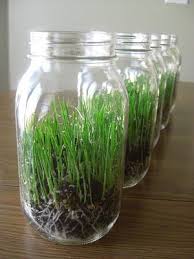 The Fern And Mossery Grass Terrariums From Monkey See Monkey Do Spring Grass Plants Grass Seed