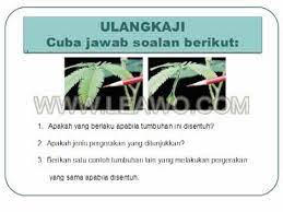 Gerak balas terhadap rangsangan преследване в лабиринт. Gerak Balas Tumbuhan Kepada Rangsangan Part 2 Flv Youtube