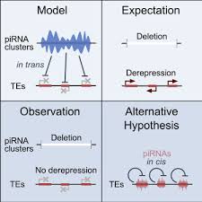 Cooking, 0, 0, 0, 13,034,431, 14.32. Large Drosophila Germline Pirna Clusters Are Evolutionarily Labile And Dispensable For Transposon Regulation Sciencedirect