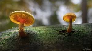 Pin Von Polo56700 Auf Champ Des Bois Pilze Holzstamm Foto Bilder