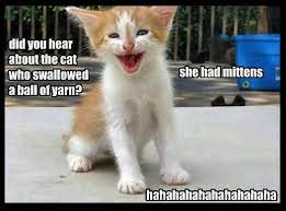 Animals Pets Cute Cats Kittens Funny Cat Jokes Funny Cat Memes Funny Animals