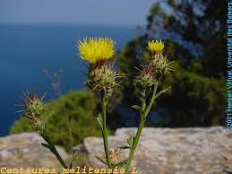 Image result for Centaurea melitensis