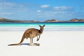 Kangaroo On Beach Art Print By Andrew Watson All Prints Are Professionally Printed Packaged And Shipped Within 3 4 Business Kangaroo Animals Wild Animals