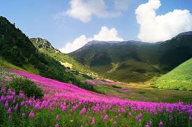 Over 20,002 slovakia nature pictures to choose from, with no signup needed. Slovakia High Tatras La Landscape Nature Mountain Hiking Beauty In Nature Flower Scenics Nature Pxfuel