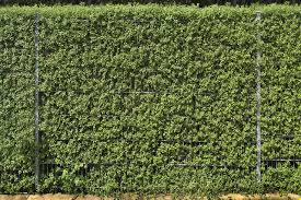 Hedging plants ideal for tall hedges can be purchased in a range of sizes. 11 Of The Best Privacy Hedges Lawnstarter