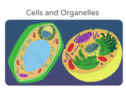 Life cycles of plants and animals quiz. Animal Plant Cells Free Activities Online For Kids In 6th Grade By Christy Harmon