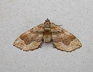 Image result for Pelurga comitata