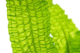 Image result for Aponogeton abyssinicus