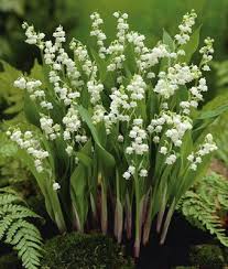 Du Muguet Le Cottage De Gwladys Fleurs Muguet Muguet Rose Muguet Et Muguet Porte Bonheur