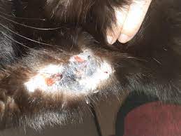 In the u.s., only the black widow and brown recluse have venom strong enough to really hurt you. My Cat Had What Looked Like A Huge Abscess On His Arm 3 Weeks Or So Ago It Has Since Gotten Worse And Maybe Not An Abscess Could Be Petcoach