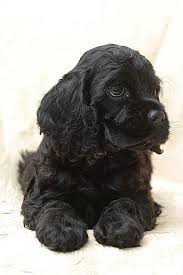 Pin On Cocker Spaniels