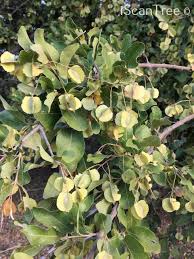 Image result for Combretum