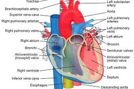 Functions And Anatomy Of The Inferior Vena Cava Arteries And Veins Vena Cava Heart Anatomy