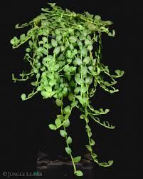 Image result for Aneilema zebrinum