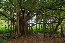 Image result for Kuloa