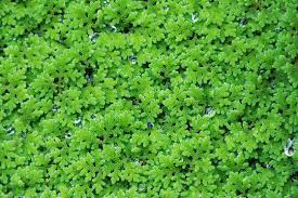 Image result for Azolla pinnata