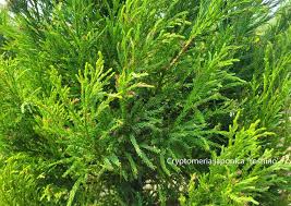 Image result for Cryptomeria
