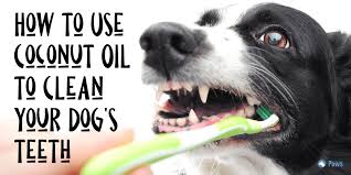 How to clean your dog's teeth; Cleaning Dogs Teeth Naturally Online