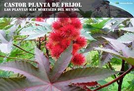 Las Plantas Mas Venenosas Y Mortales Del Mundo Plantas Plants Deadly Plants Poisonous Plants