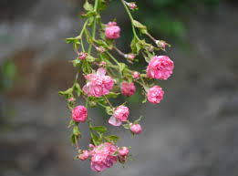 Maybe you would like to learn more about one of these? My Love Of Nature Dolly Dowsie