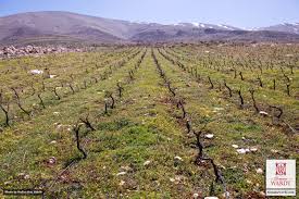 Domaine Wardy S Vineyard In The Bekaa Valley In Lebanon Wine Domainewardy Www Domainewardy Com Vignoble Vin Liban