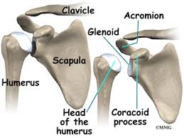 Last update september 3, 2020. Shoulder Anatomy Eorthopod Com