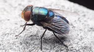 We did not find results for: How To Get Rid Of Cluster Flies Simple Effective Solution And Ideas