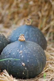 Image result for Cucurbita maxima