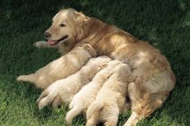 If your dog does fine with wheat and milk i'd recommend trying this we have two australian puppies! Homemade Milk Replacements For Puppies