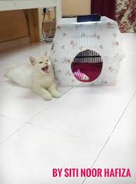 Maybe you would like to learn more about one of these? Mudahnya Diy Rumah Kucing Dari Bakul Tak Sampai Pun Rm10 My Info Maya