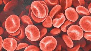 Red blood cell animal definition. Blood Components Functions Groups And Disorders