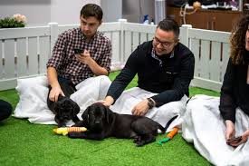 Exploring the Mental Health Benefits of Puppy Therapy