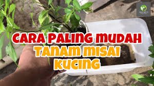 We did not find results for: Cara Buat Teh Misai Kucing Cat S Whiskers Yang Banyak Khasiat Youtube