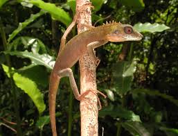 Image result for Blotiella crenata