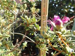 Image result for Hermbstaedtia schaeferi