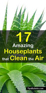 We did not find results for: 17 Amazing Houseplants That Clean The Air