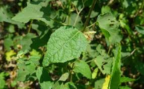 Image result for Triumfetta tomentosa