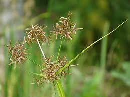 Image result for Cyperus alopecuroides